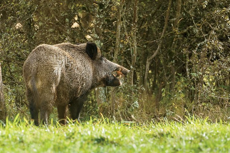 A wild boar foraging in a forest